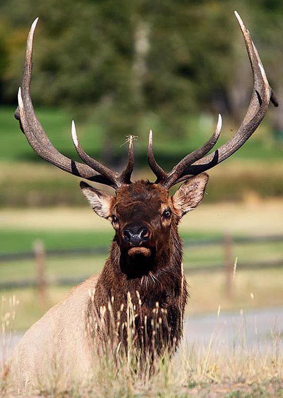 A grazing elk in Estes Park, CO...