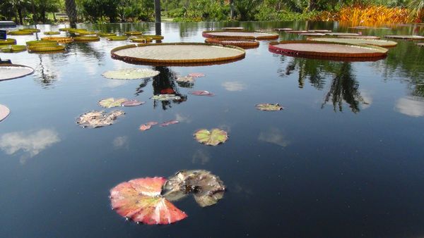 Pond at the Naples Botanical Garden...