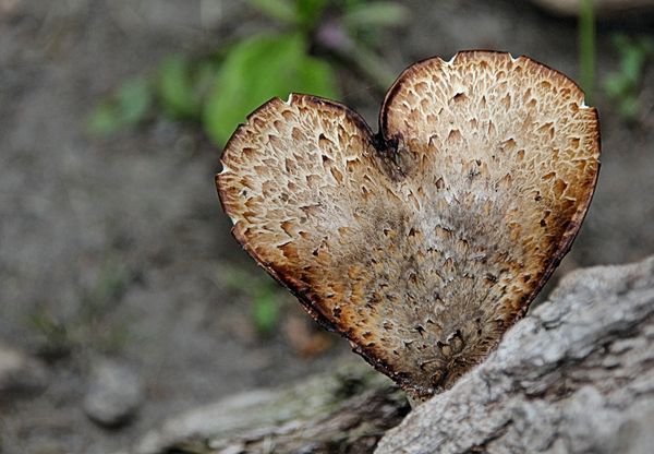 A (fungi) with a heart...