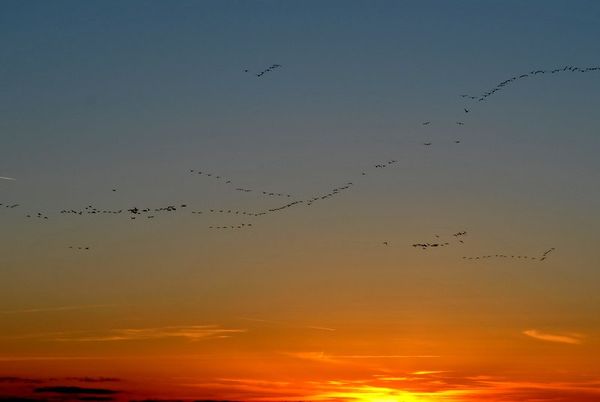 Geese at sunset...