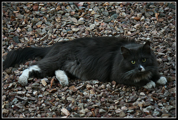 the neighbors cat .. he likes to lay close to our ...