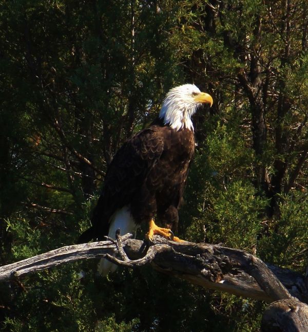 Flathead Lake eagle...