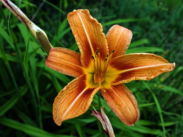 Day Lily...