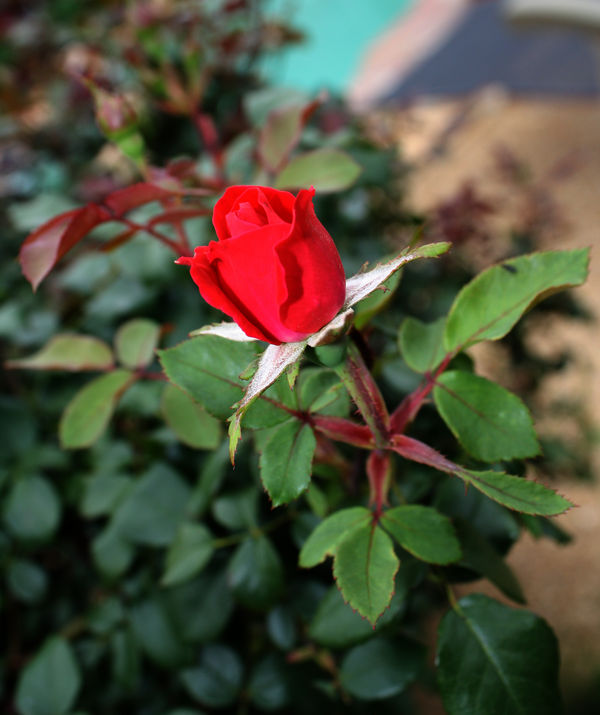 Rose in bloom...
