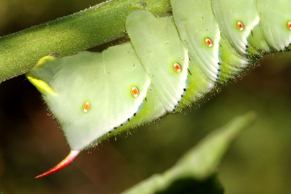 Sphinx moth larvae have a 'horn' at the tip of the...
