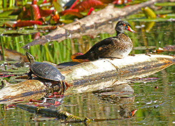 Painted Turtle and Female Woodduck...