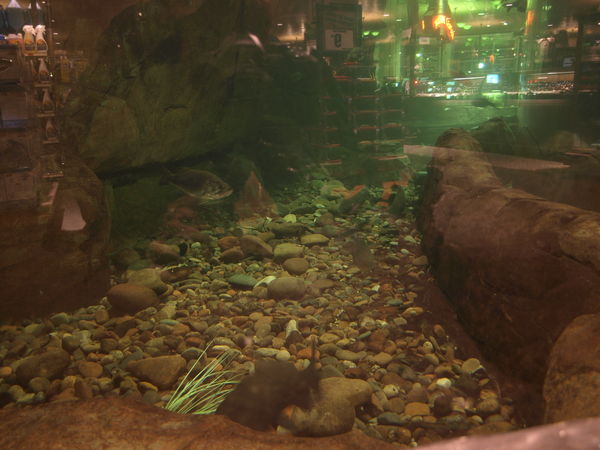 fish tank at Bass pro shop LV...