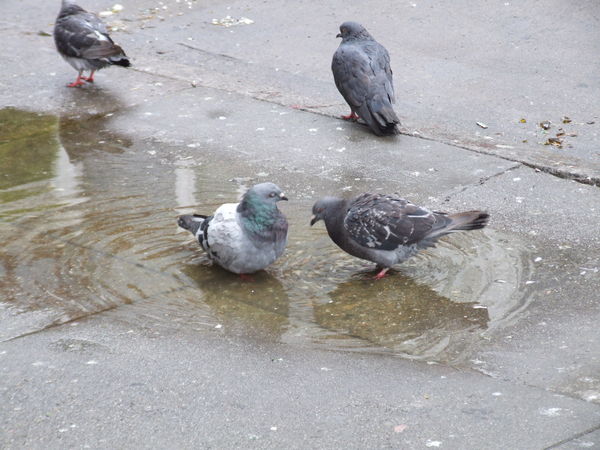 pidgeons paddling in a puddle SF...