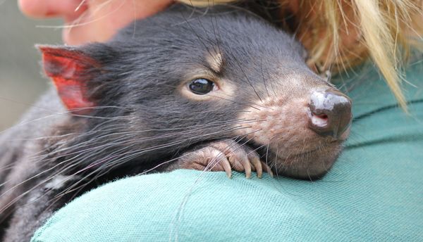 A couple of close-ups of Tassie Devils...