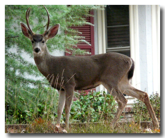 Front yard buck...