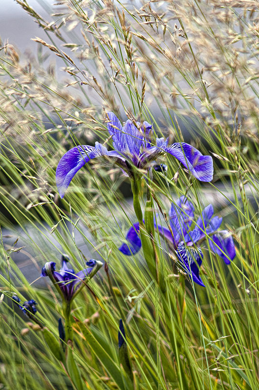 Wild Irises within the grasses, taken today...