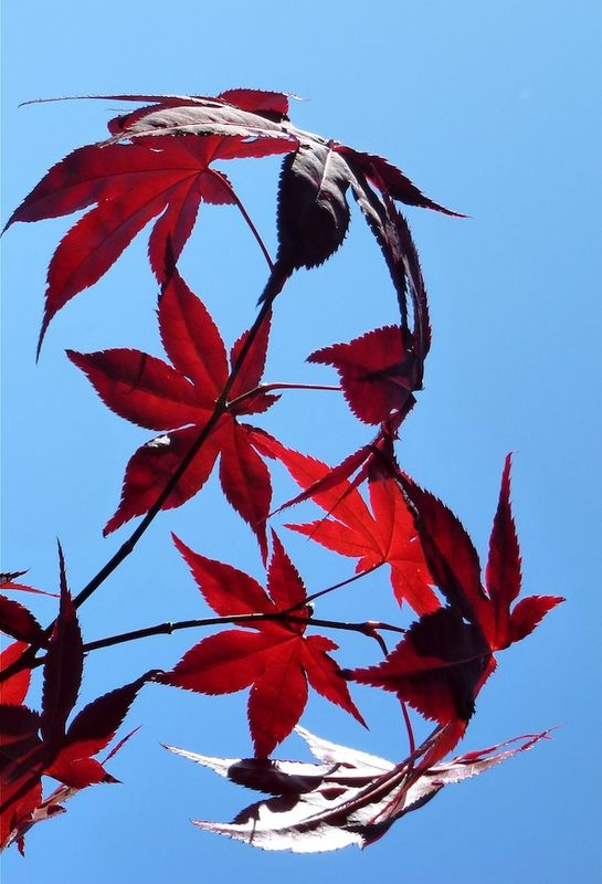 Red Maple Leaves...