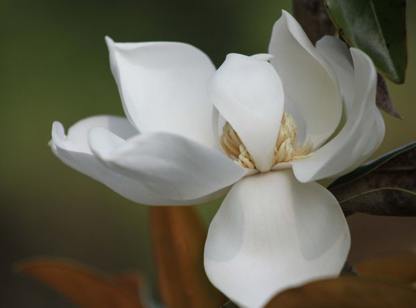 Magnolia blossom...
