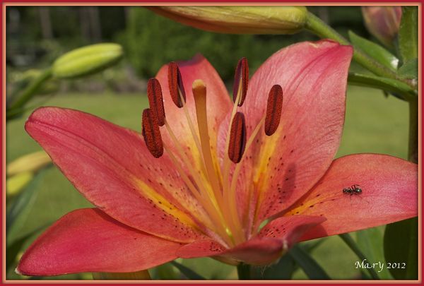 Asiatic Lily...