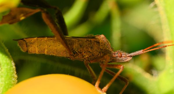 another leaf footed bug...