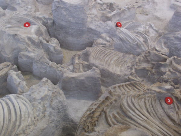 Barrel Rhino @ Ashfall Fossil beds...