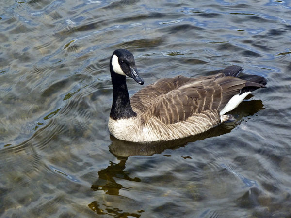 Canada goose on Mirror Pond (Deschutes River) in B...