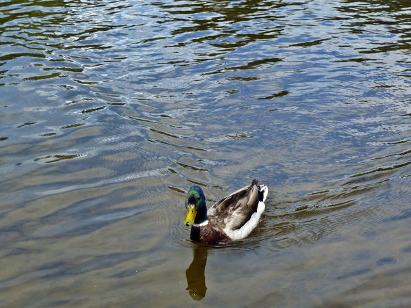 Mallard drake on Mirror Pond (Deschutes River) in ...