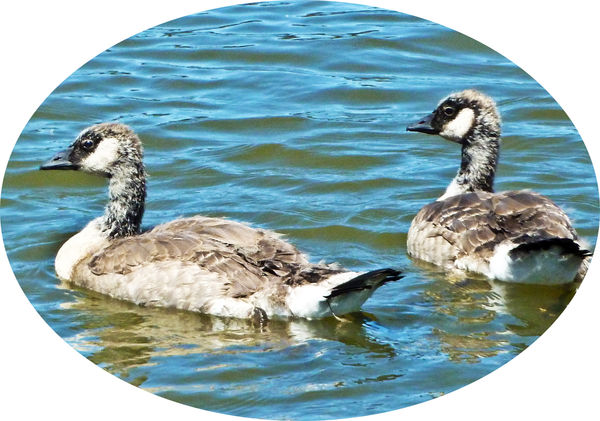 Canada goslings on Klamath Lake...