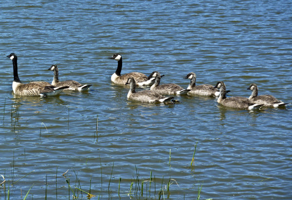 Canada goose family on Klamath Lake...
