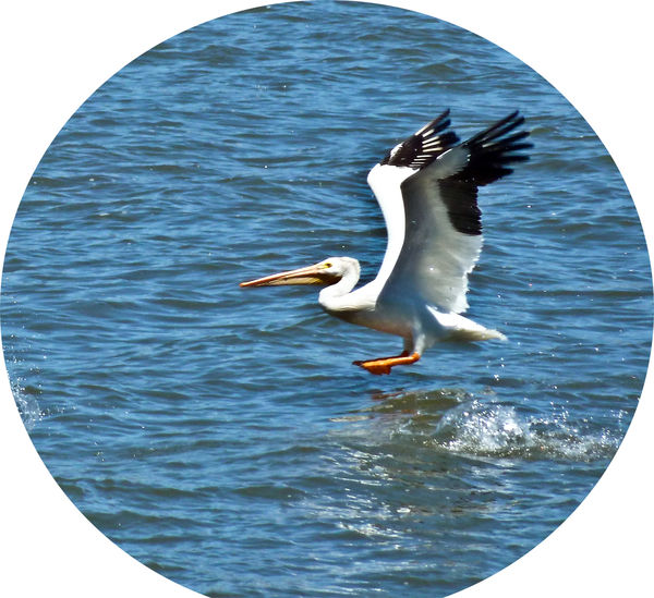 pelican on Klamath Lake...