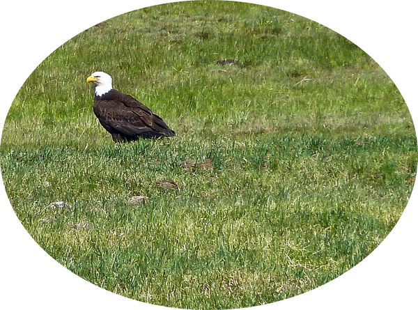 Not water fowl  -  bald eagle in Klamath Falls...