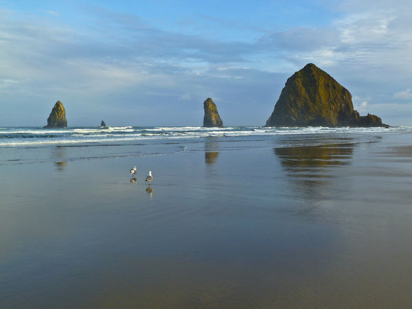 Cannon Beach morning - 2 seagulls planning the day...