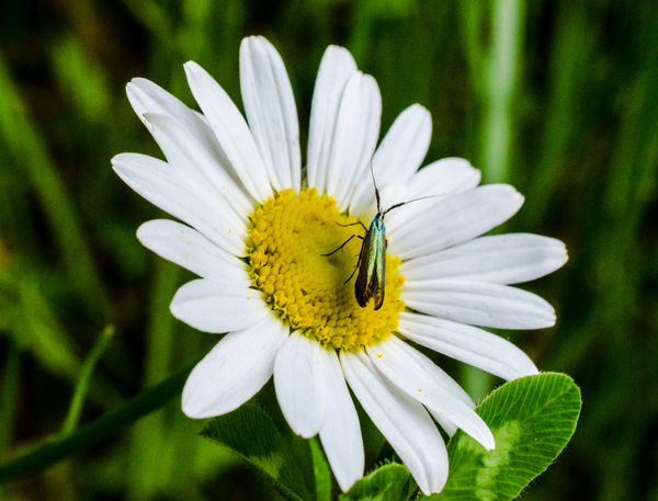 Colorful Insect on a Daisy...