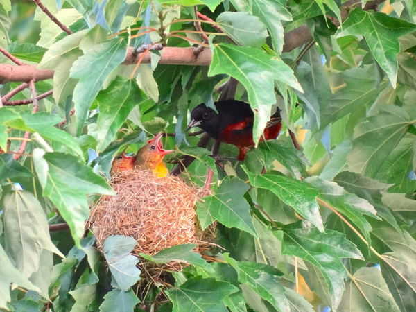 Papa Orchard Oriole Tending Chicks!...
