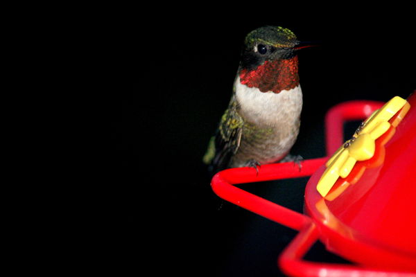 #1 Rubin my Hummingbird...