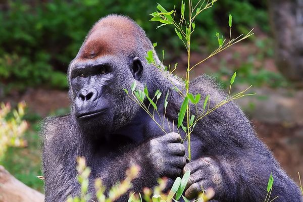 Gorilla - Zoo Atlanta...