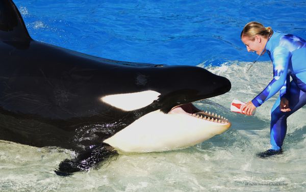 Shamu Show at Sea World: Lugged the 300, the 400, the heavy tripod and ...