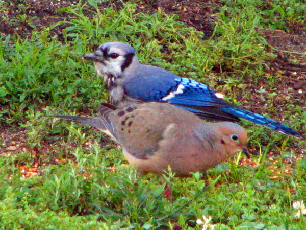 BLUEJAY AND MOURNING DOVE...