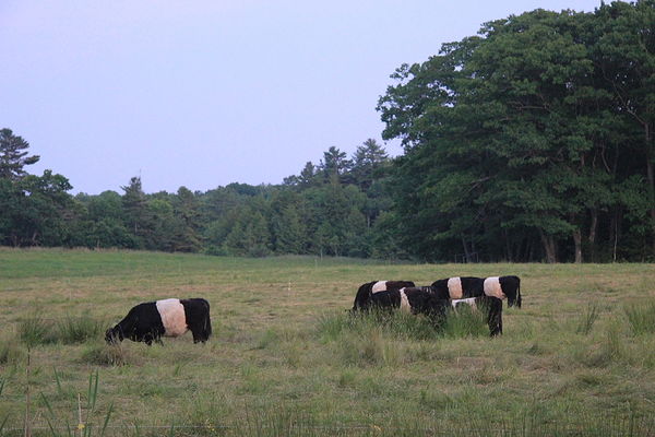 Ever see Belted Galloways?...