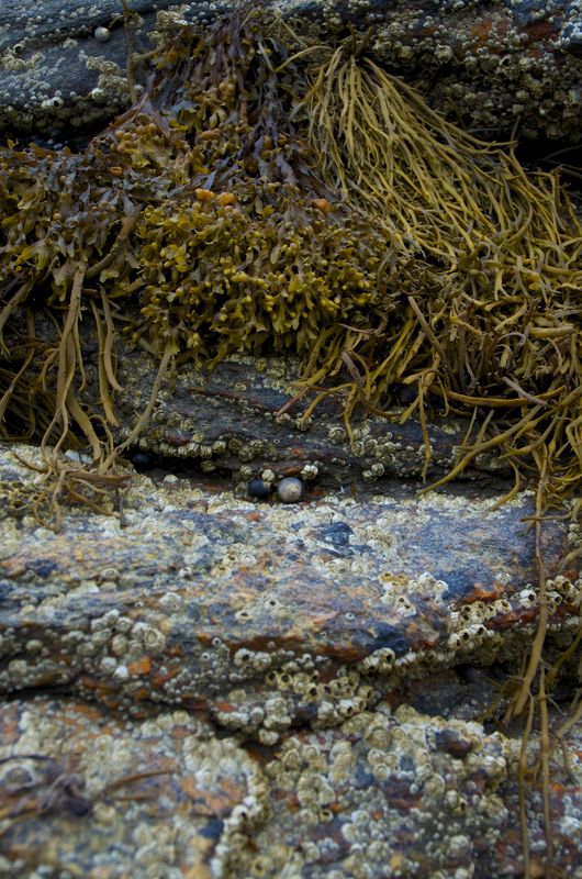 Barnacles, rocks and seaweed - coast at low tide...