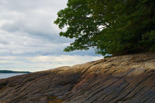 Tree meets rocky shore...