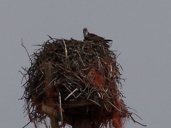 Here is the nest with her I think sitting on it wi...