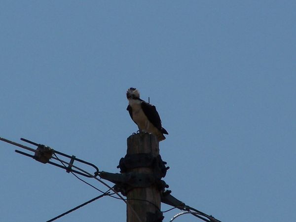 Here is the mate he started out sitting on a telep...