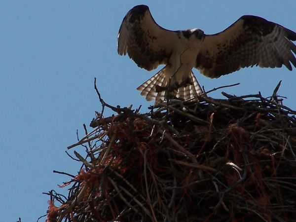 Here is the one that was on the nest returing to t...