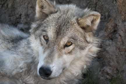Grey Wolf posing for me...