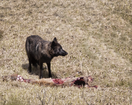 This wolf was near the road in the Tetons...