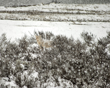 This coyote was hard to see with all the snow fall...