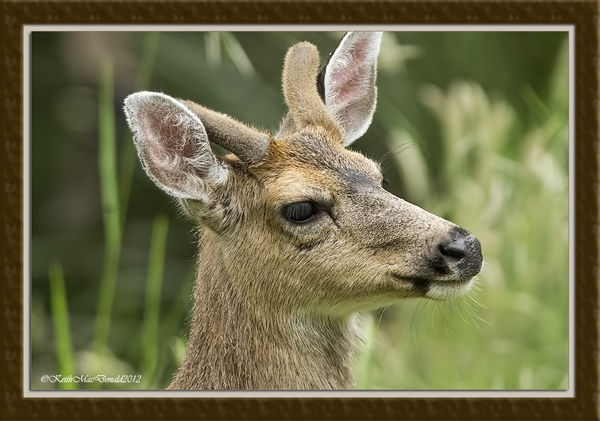 Young Blacktail Buckl...