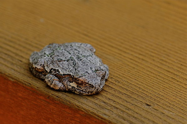 texture - deck railing with a gray tree frog...