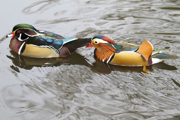 Mandarin and Wood Duck together...