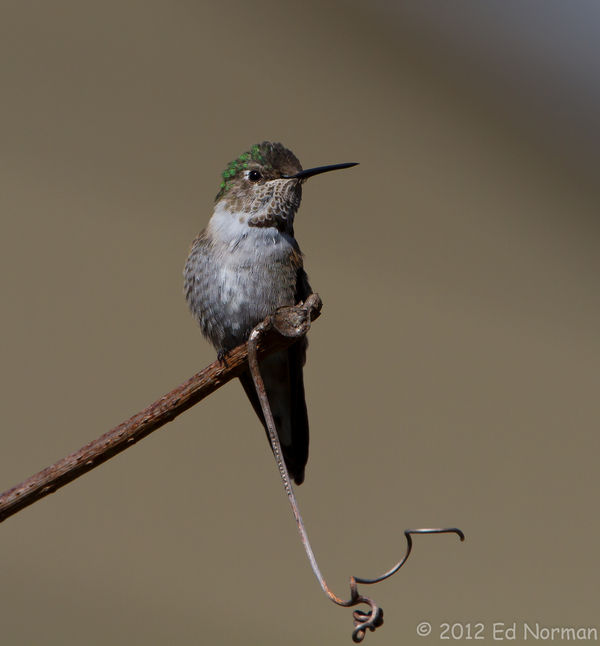 Broad tailed Hummingbird in Cape May, NJ. March 20...