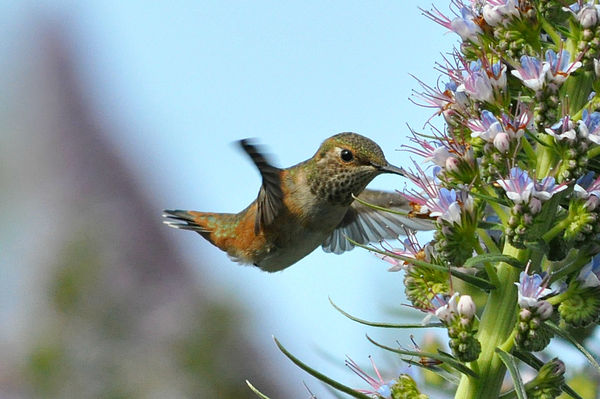 Allen's Hummingbird (Selasphorus sasin), female #1...