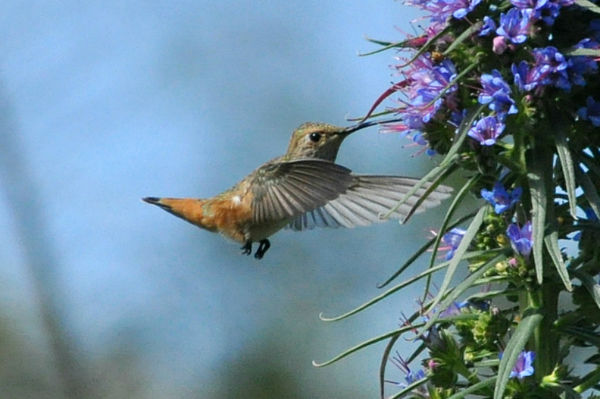 Allen's Hummingbird (Selasphorus sasin), female #2...