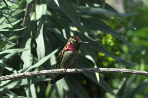 Anna's Hummingbird, male #1...