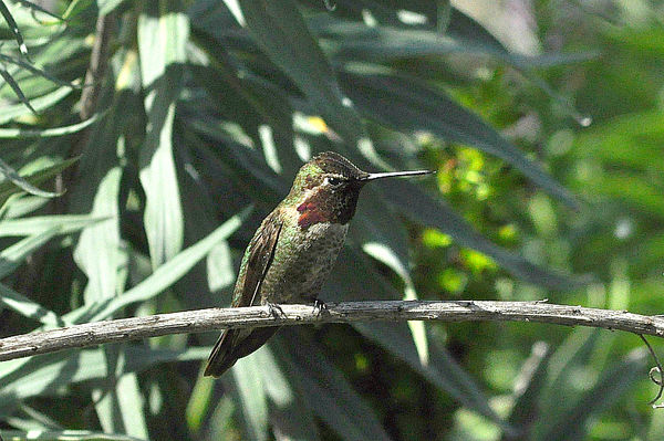 Anna's Hummingbird, male #2...